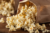 Pop Corn